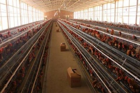 養雞場通風降溫設備該選什么,養雞場夏季通風降溫的方法