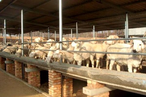 新疆養殖場通風降溫選擇哪種風機,養殖場通風降溫的方案