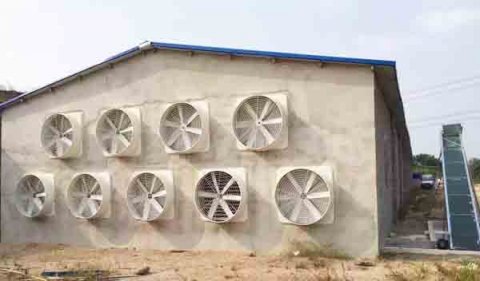 綿陽養殖場夏季豬舍通風降溫方法,了解這幾點就夠了