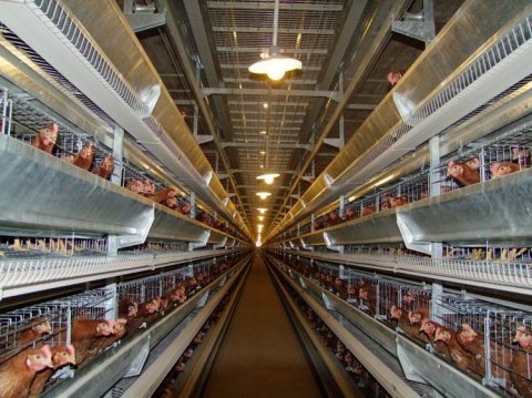 雞舍冬天通風的目的,鹽城雞舍通風的基本要求