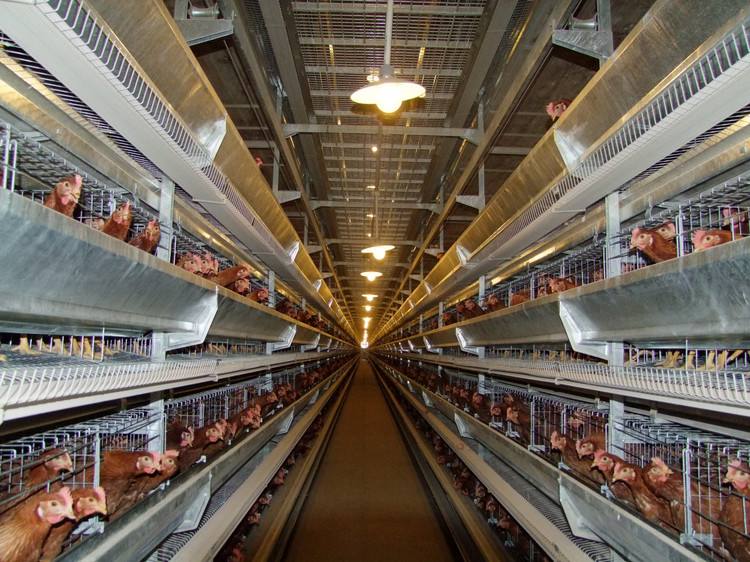 雞舍冬天通風(fēng) 雞舍冬天通風(fēng)